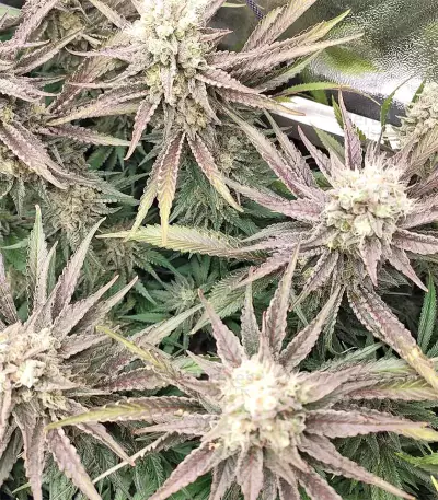 Grandaddy Purple feminized seeds (Big Head Seeds)