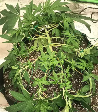 Graines féminisées de Grandmommy Purple (Herbies Seeds)