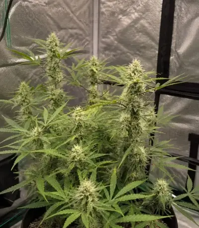 Green Gelato Automatic Seeds (Royal Queen Seeds)