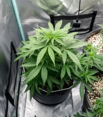 Jamaican Dream Auto Seeds