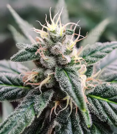 Lemon Cherry Gelato Seeds