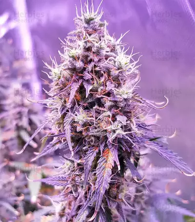 Mozzarella (G13 Labs)