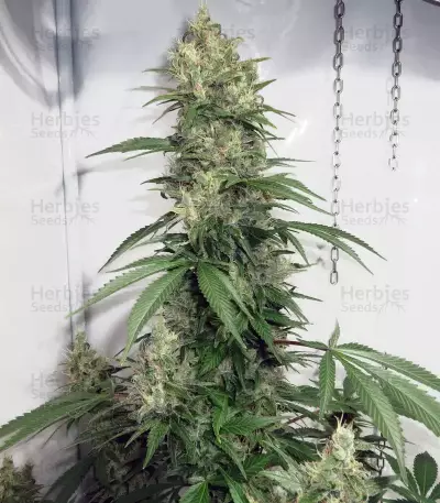 Northern Haze Express Auto feminized seeds