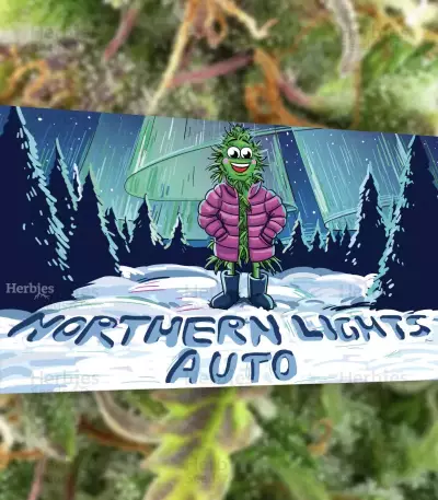 Northern Lights Auto Seeds (Herbies Seeds)