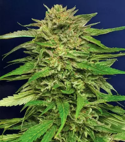 Pineapple Muffin Autoflower (Humboldt Seeds Company)