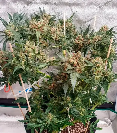 Pure Power Plant Automatic Seeds