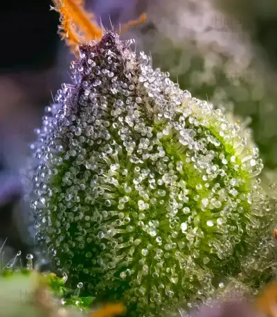 Rainbow Sherbet feminisierte Samen (Barney's Farm)