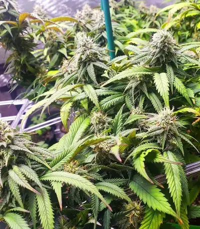 Semi Femminizzati Section 781 Autoflowering (Blimburn x Herbies)
