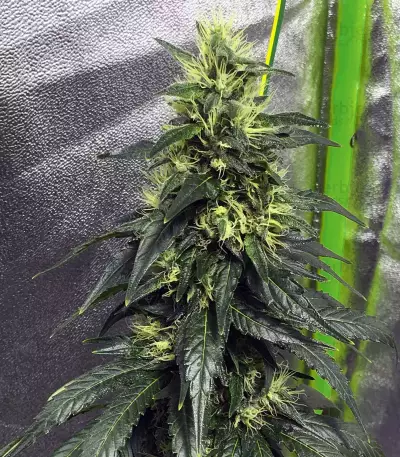 Sensi Skunk Seeds