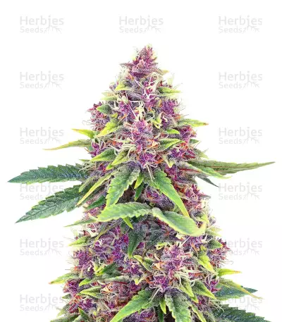 Shiva Blue Regular seeds