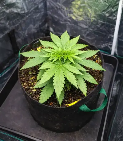 Snoop Dogg OG Seeds