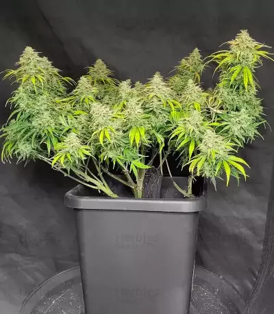 Sour Bubbly Auto (Mephisto Genetics)
