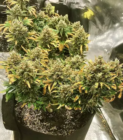 Strawberry Pie Seeds