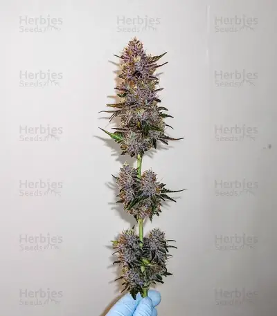 Super Boof Seeds
