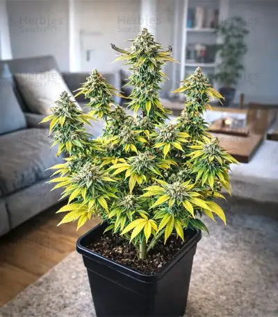 Super Sour Diesel Seeds