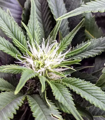 THC Bomb Seeds