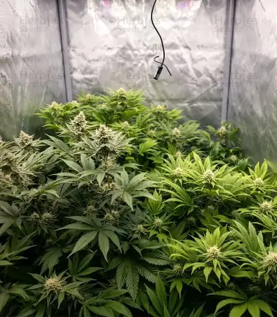 Tropicana Cherry Seeds