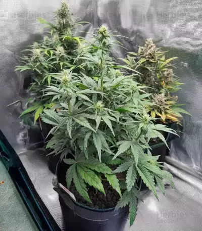 Sementes Feminizadas de White Widow x White Fire OG Autoflower (Seedkeepers)