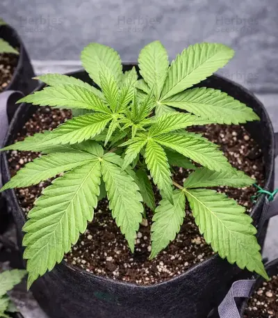 Zoap Seeds