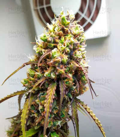 West Coast O.G. Auto Seeds