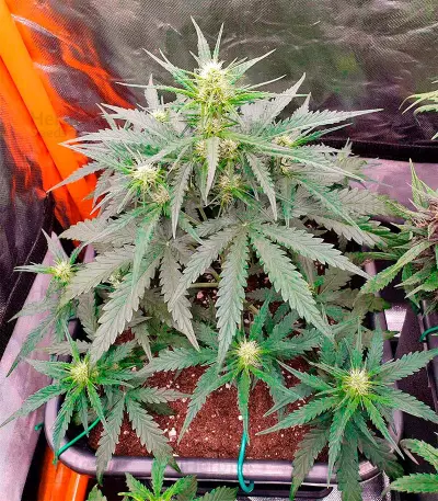 Chemdog Autoflower (Herbies Seeds)