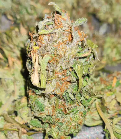 Blueberry Fast Version (Herbies Seeds USA)