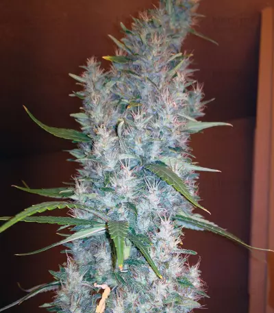 Purple Paralysis Seeds