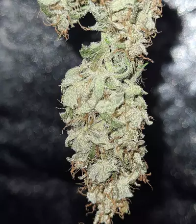 Amphetamine Auto (Cream of the Crop Seeds)