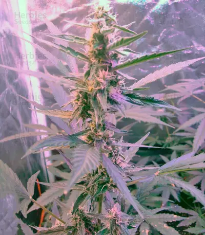 Green-O-Matic Auto Seeds