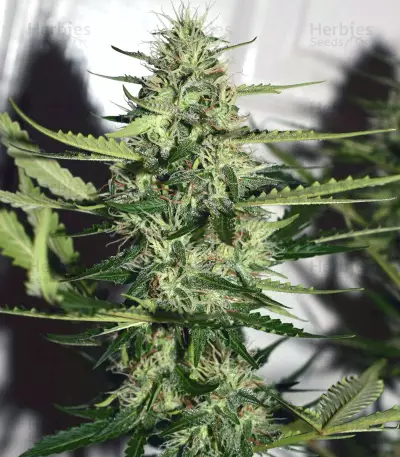 Pro Auto Mix Seeds (Seedstockers)