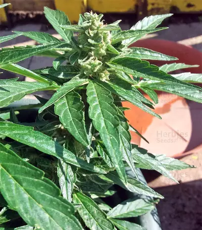 BCN Power Plant Seeds