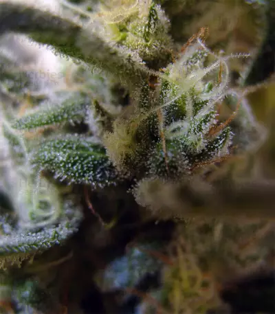 Berry Ryder Auto feminized seeds