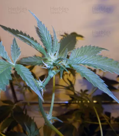 Brain Cake feminized seeds