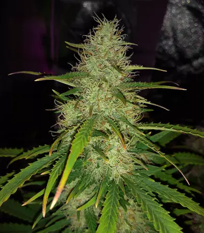 Bubble Bud (Blackskull Seeds)