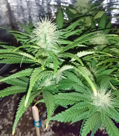 California Indica Seeds