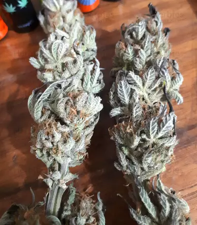 Californian Orange (Dutch Passion)