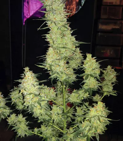 Semi femminizzati Cherry Bomb Auto