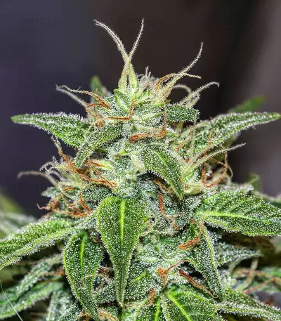 Graines féminisées de Choco Thai Auto (Herbies Seeds)
