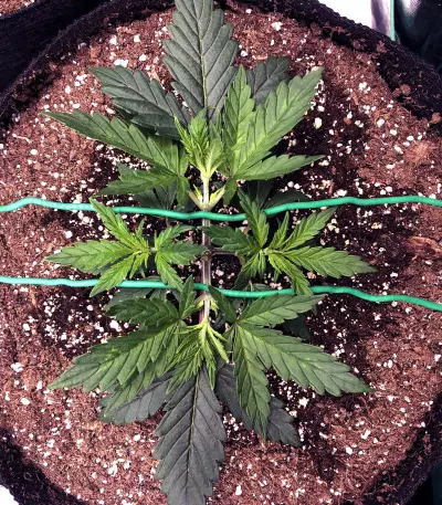 Chocolate Heaven (G13 Labs)