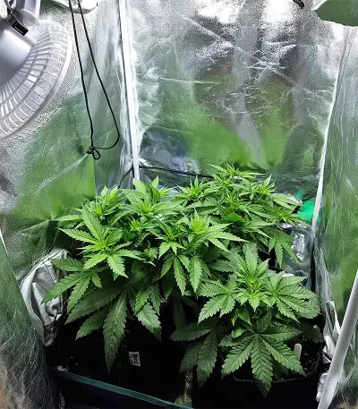 Cinderella XX (Brothers Grimm Seeds)