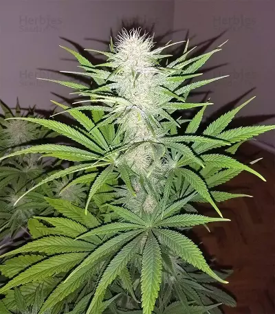 Congo x Kali China Seeds