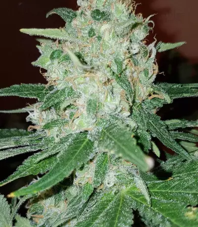 Critical Kush Seeds