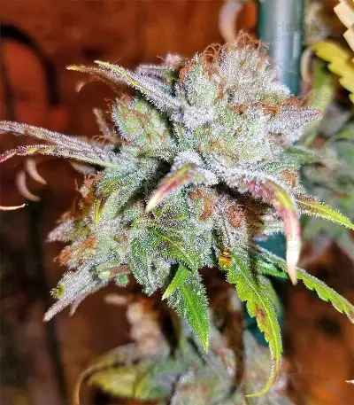 Critical Seeds