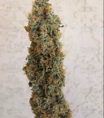 Double Glock Seeds