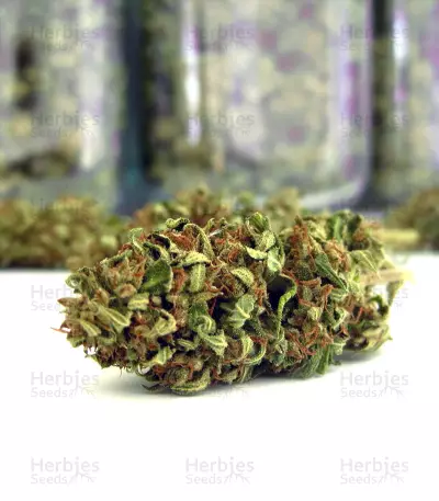 Ghost Rider OG Seeds