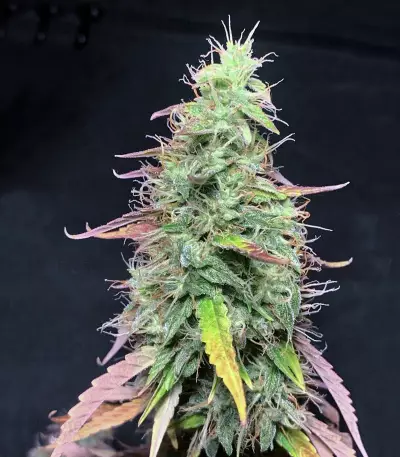 Graines de cannabis Goxuak Auto (Genehtik Seeds)