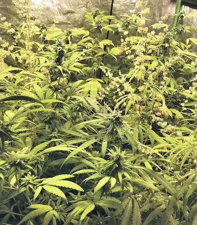 Graines de cannabis Green Haze x Malawi Regular (Ace Seeds)