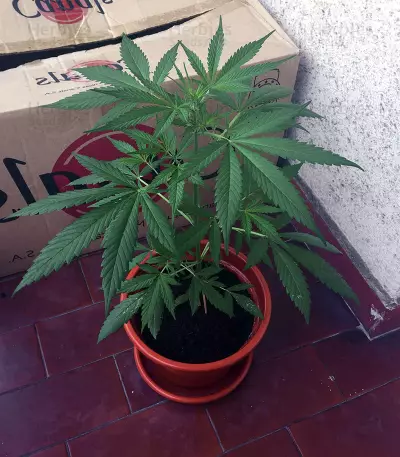 Head Stash Auto feminized seeds