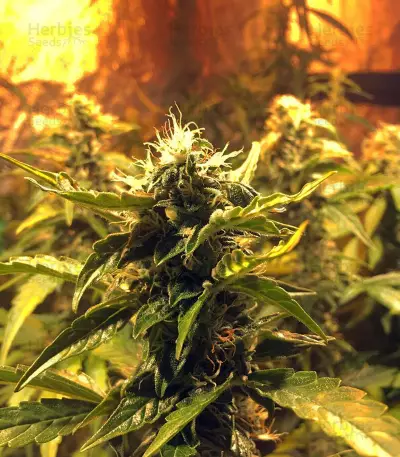 Jack Diesel Seeds