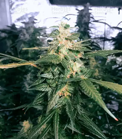 Jack Herer Seeds (The Bulldog Seeds)